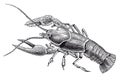 Vector High Detail Lobster Engraving