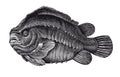 Vector High Detail Lumpfish Engraving Royalty Free Stock Photo