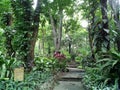 Full vegetation in Eco Park Manila Quezon City Philippines Royalty Free Stock Photo