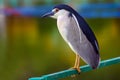 Beautiful black crowned night heron with the white plumes