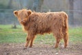 Cute young Scottish Highland Cattle calf with light brown long and scraggy fur