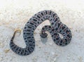 Full view of dusky Pygmy rattlesnake -Sistrurus miliarius barbouri - with orange red dorsal stripe Royalty Free Stock Photo