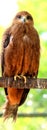 Full view of Golden Eagle Royalty Free Stock Photo