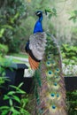 A full view of a gorgeous peacock with colorful fathers.