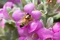 Full view of Honeybee buried in purple sage flower Royalty Free Stock Photo