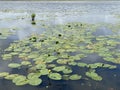 Full view of  Lily pads and lilies yellow in a pond. Royalty Free Stock Photo