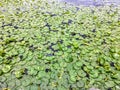 A full view of many lilly pads or water lillies floating on the surface of a pond.