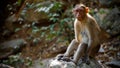 Full view Monkey on Forest Royalty Free Stock Photo