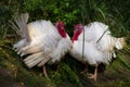 Full view of pair wild white turkey Meleagris gallopavo on the meadow