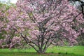 Full view of pink flowering tree at the Morton Arboretum in Lisle, Illinois.