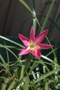 Full view of pollen-laden colorful `Mexican Lily` in vivid Magenta with leaves with full morning sun Royalty Free Stock Photo