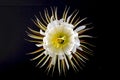 Selinicereus Peteranthus, Moonlight Cactus Flower, Isolated On Black