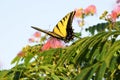 Full view of Swallowtail Butterfly feeding Royalty Free Stock Photo