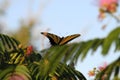 Full view of Swallowtail Butterfly feeding Royalty Free Stock Photo