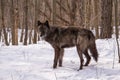 A full view of a Tundra Wolf standing in the snowy forest