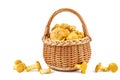 Full wicker basket with fresh chanterelle mushrooms Royalty Free Stock Photo