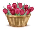 Full wicker basket with red tulips
