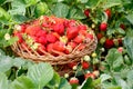 Full wicker basket with strawberry in the garden. Bushes strawberry around.