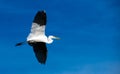 Great Blue Heron in flight