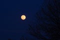 Full wolf moon clear sky Royalty Free Stock Photo