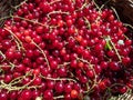 Full wooden basket of perfect ripe red currants ribes rubrum in the sunlight. Taste of summer