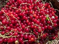 Full wooden basket of perfect ripe red currants ribes rubrum in the sunlight. Taste of summer