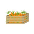 Full wooden box of fresh, eco garden carrot