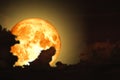 full worm moon back silhouette cloud in night sky Royalty Free Stock Photo