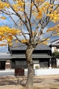 Full yellow Japanese Leaf on the tree with blue sky and Japanese house background. Royalty Free Stock Photo