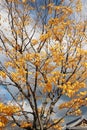 Full yellow Japanese Leaf on the tree with blue sky and Japanese house roof background. Royalty Free Stock Photo