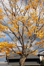 Full yellow Japanese Leaf on the tree with blue sky and Japanese house roof background. Royalty Free Stock Photo