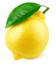 Full yellow lemon citrus fruit with leaf on white