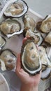Full yummy opened giant oyster in a Shell serving on lady cheft hand`s, Freshness seafood from fishery boat at fresh market, food Royalty Free Stock Photo