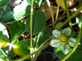 Fullbloom strawberry flower under shade Royalty Free Stock Photo