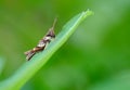 Fullbody photo of brown grasshopper Royalty Free Stock Photo