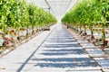Fulle length view of tomatoes growing in greenhouse