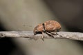 Fuller rose beetle (Naupactus cervinus) insect on plant stem copy space. Royalty Free Stock Photo