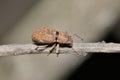 Fuller rose beetle (Naupactus cervinus) insect on plant stem copy space. Royalty Free Stock Photo