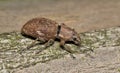 Fuller rose beetle (Naupactus cervinus) on a tree in Houston, TX. Royalty Free Stock Photo