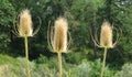 Fuller`s teasel flower heads