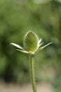 Fullers teasel Royalty Free Stock Photo