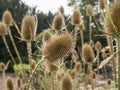 Fullers Teasel in a garden Royalty Free Stock Photo