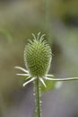 Fullers teasel Royalty Free Stock Photo
