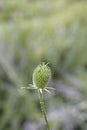 Fullers teasel Royalty Free Stock Photo