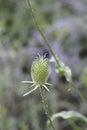 Fullers teasel Royalty Free Stock Photo