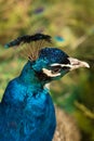 Fullface of peacock male in the park Royalty Free Stock Photo