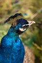 Fullface of peacock male in the park Royalty Free Stock Photo