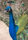 Fullface of peacock male in the park Royalty Free Stock Photo