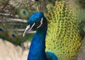 Fullface of peacock male in the park Royalty Free Stock Photo