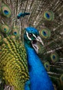Fullface of peacock male in the park Royalty Free Stock Photo